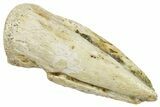 Cretaceous Fossil Crocodylomorph Claw - Montana #245941-1